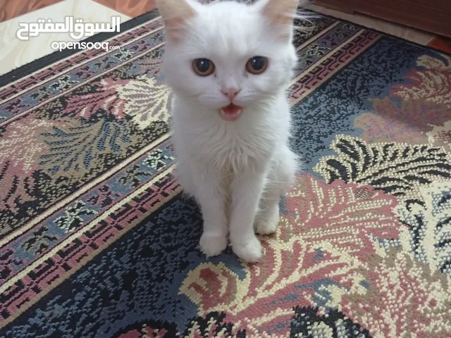 قطط للبيع شيرازي