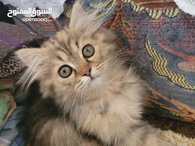 انثى شيرازي تايقر عمر 4 اشهر دبدوبه ونظيفه صحتها فل الفل وأليفه