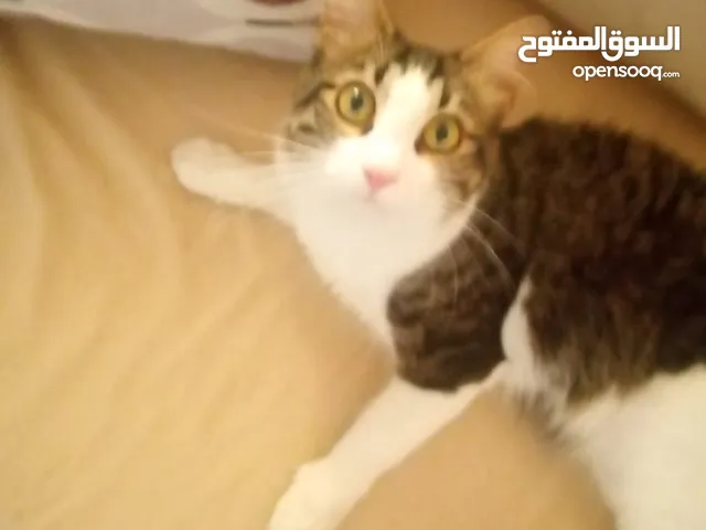 قطط للتبني عمان الجاردنز لايوجد توصيل