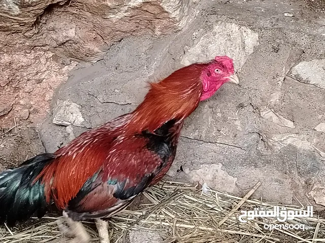 دجاج باقستانى