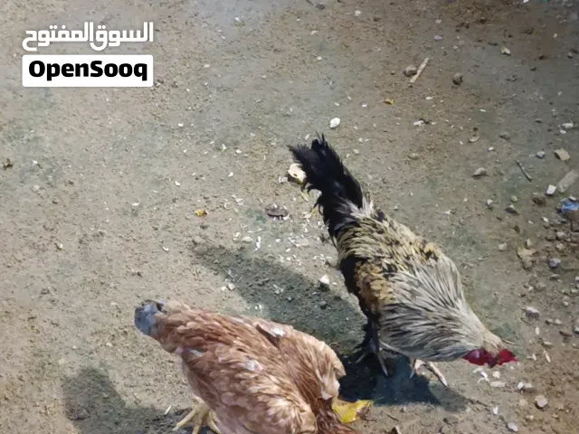 ديك عربي ودجاجه هراتي بياضه