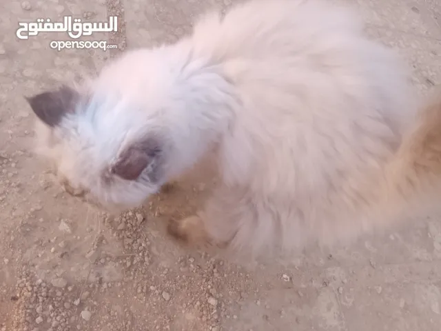قط همالايا