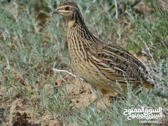 فري بياض وسمين مو مطعم
