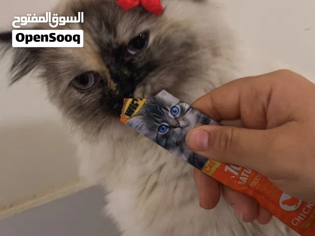 قطة هيمالايا متعودة على الليتر بوكس