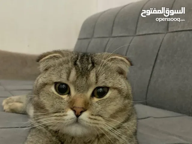 قط سكوتش فولد ضايع