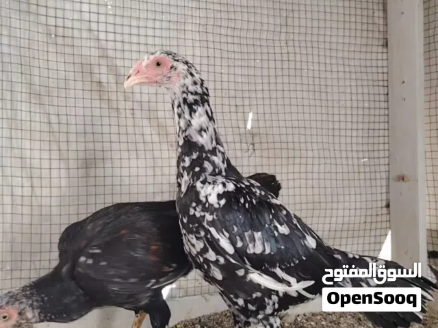 دجاج باكستاني ميوالي تابع الوصف
