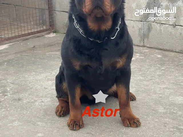 Rottweiler 4sale روت وايلر للبيع