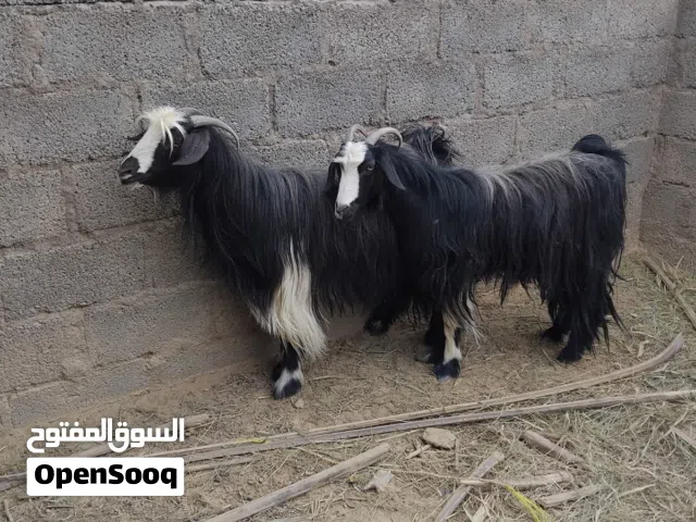 اغنام عمانيه للبيع