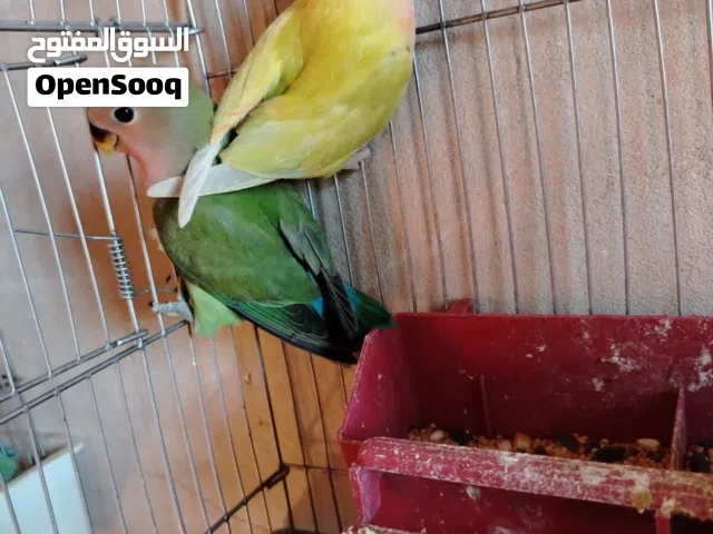 السلام عليكم متوفر انتاج بكاديلو ربي يبارك اقرا الوصفه