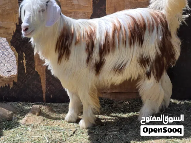 جدايه عمانيات مخصايات