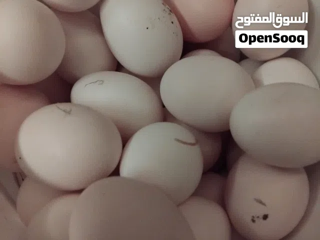 بيض بلدي مخصب وطبخ