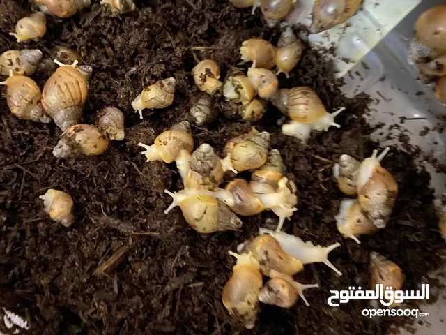 حلزون افريقي