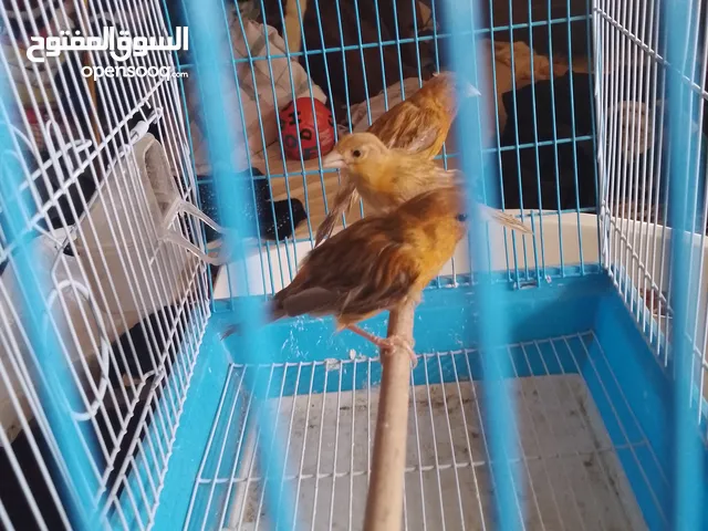 انثى كنار. ماوردي. وابنها مخلف