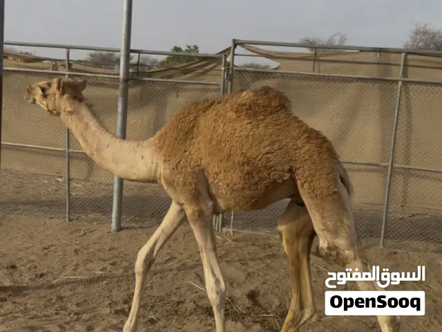 للبيع جعود رضيع