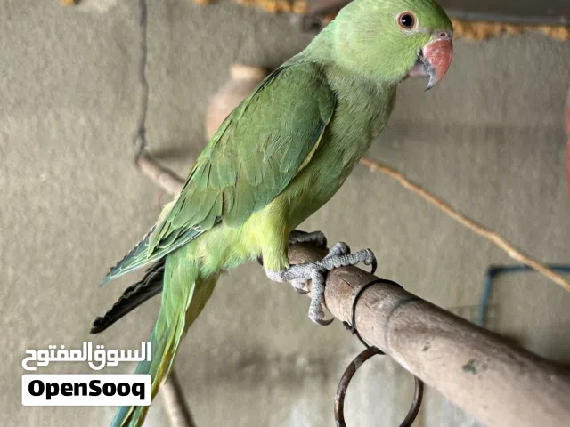 بغبغا دره انثا
