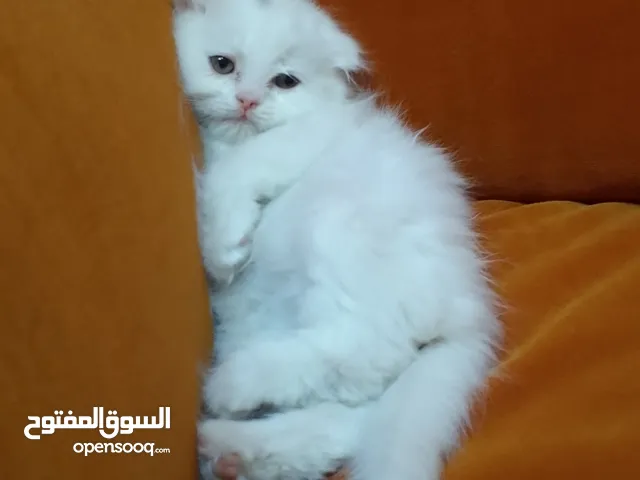قطط كيتن ميكس سكوتش فولد مع سكوتش ستريت لون ابيض عمر 45 يوم بسعر 50 دينار القط الواحد