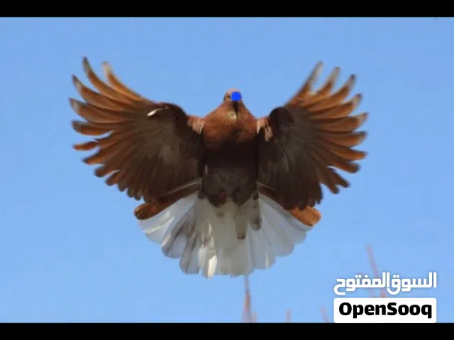 للبيع ازواج بفروخهن (نيكولاي)