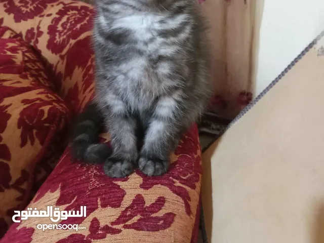 كتن مكس سكوتش ستريت هيمالايا عمر شهرين انثى