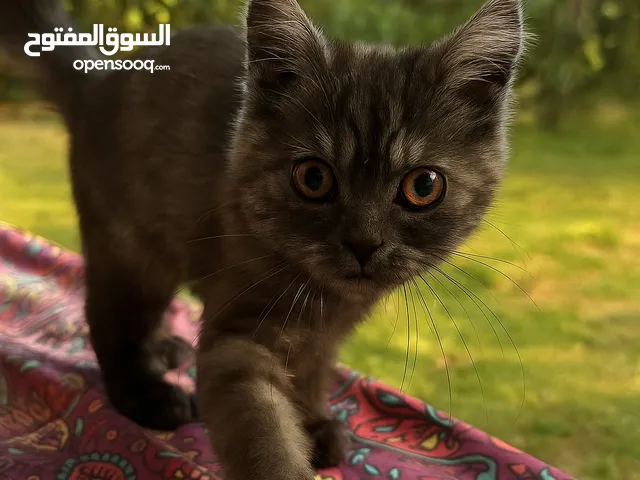 قط شيرازي للبيع بسبب عدم التفرغ - لعوب جدا - نضيف - تم شرائه من اسبوع فقط معه كل الاغراض