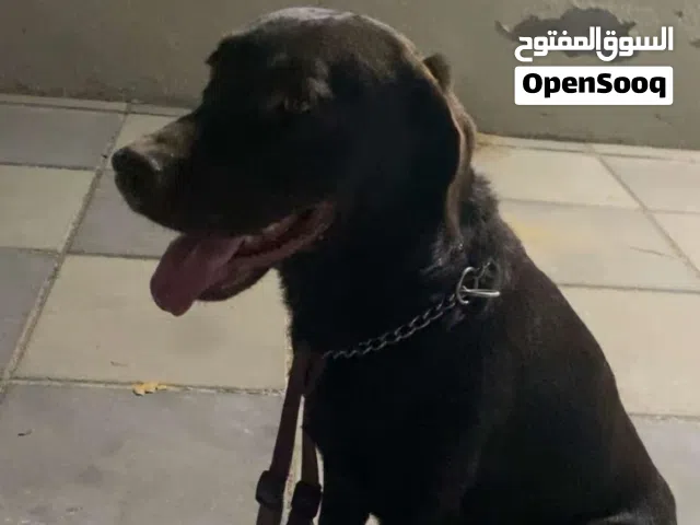 كلب   للتبني مستعجل