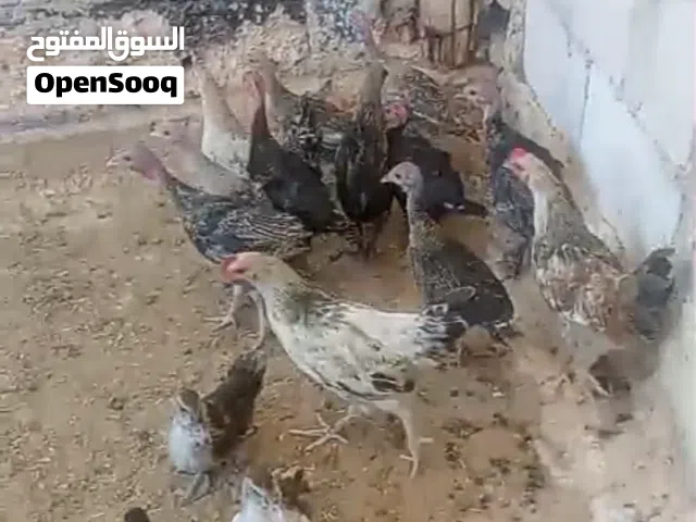 موجود 7اناثي وذكر حبش بلدي عمر 4شهور و3فرخات وديك جاج بلدي عمر 4شهور  و4فراخ بط بلدي بصلاة على النبي