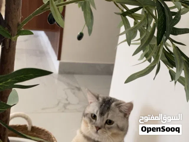 boy cat 8 months old perfect health condition