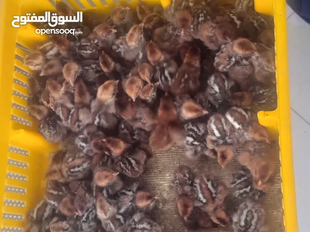متوفر كتاكيت فيومي ورزى وساسو وسمان مع المتابعه