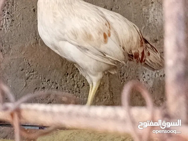ديك عربي العم5اشهر متوفر 20ديك