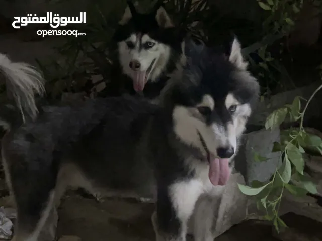 هاسكي الموقع عجمان الي له خاطر يتواصل وياي