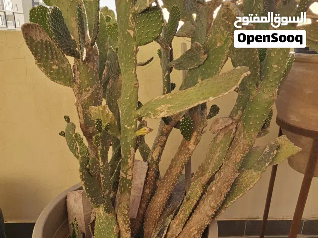 Outdoor plants 2