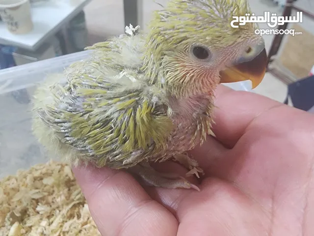 فروخ اوفبيرد عس ونهاية عس الوان جميلة جدا