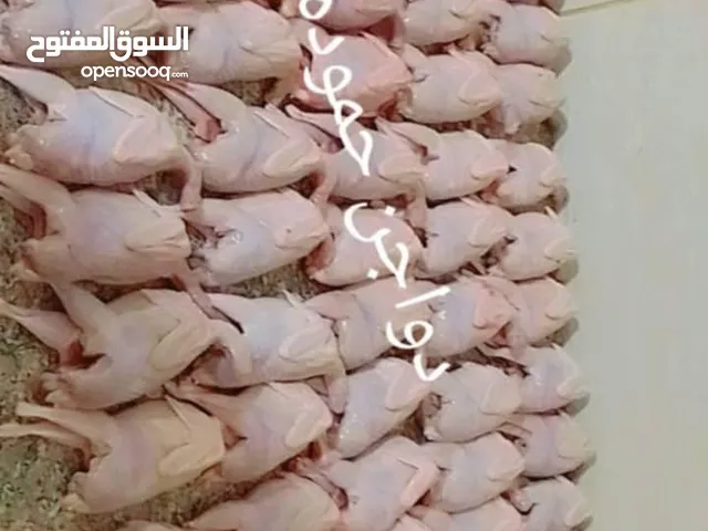 سلام عليكم ورحمه الله وبركاته  يتوفر الدا دواجن حموده  جميع نواع الطيور