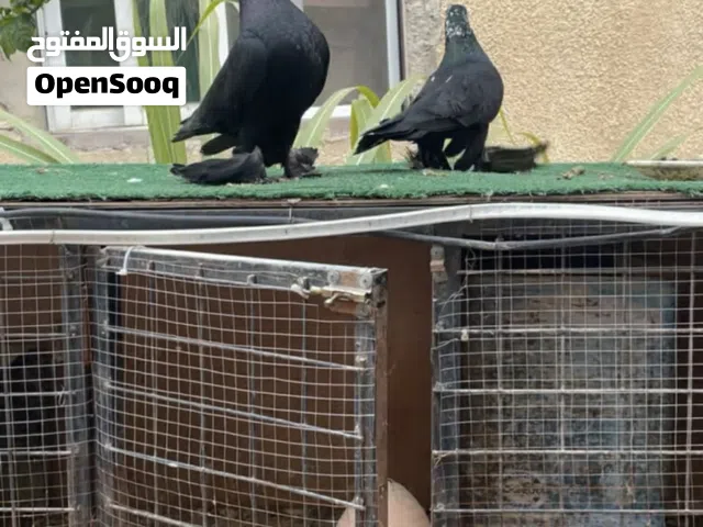 متاح 9 جواز وفرخين ذبابنه سود موجودات في الزرقاء