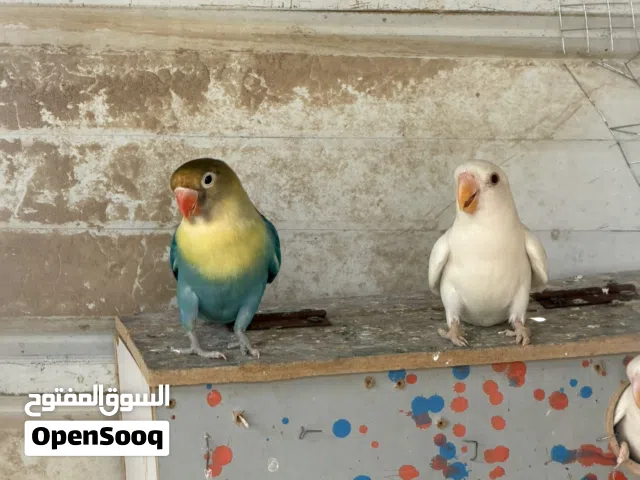 طيور غندوره البيع