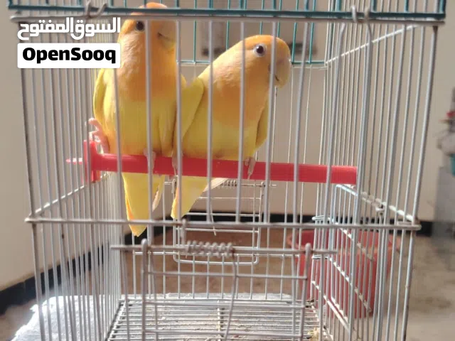 كوبيه روز لفه أورنج تبارك الله منتجه