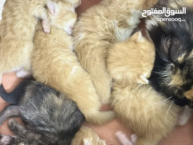 Kitten of 6