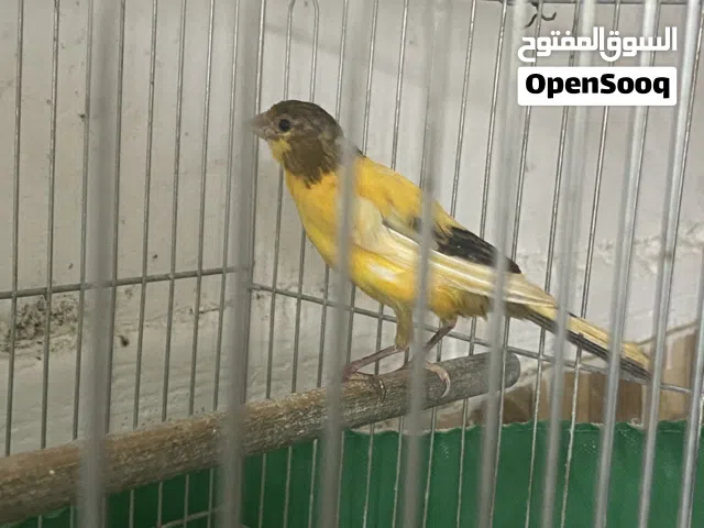 كنارين اخوان لسا مش كاشفات صحة ونظافة للبيع  او للبدل على كنار مخلف لون ابيض او سكني