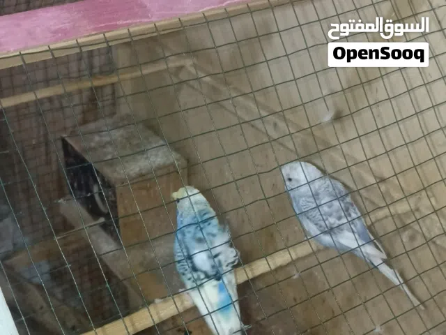 طيور حب لللبيع 4 نثيه وفحل وياهن مخاليفهن 3 هنه وبناتهن
