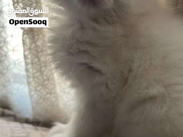 قطط صغيره للبيع - كتن للبيع