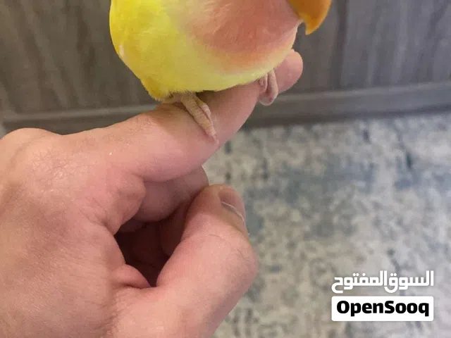 البيع لوف بيرد ربوه قويه 100/100