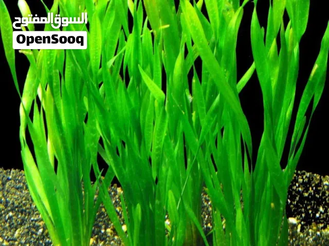 شتلات نبات فلنسريا