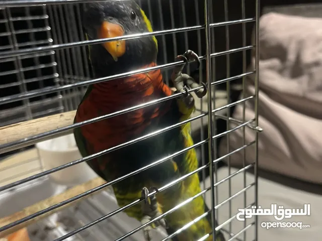 ببغاء لوري عمر سنة