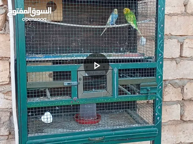 عصفير امدحيات ليهن اسبوع