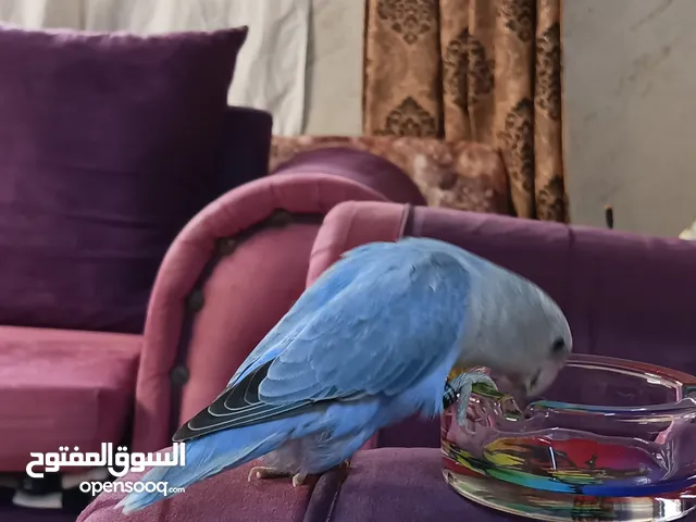 روز انثى اليفه طيران حر