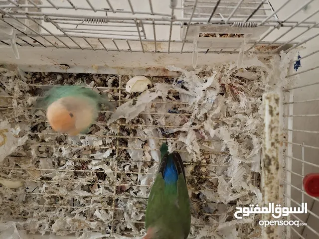 بيع طيور جوز روز جميلة