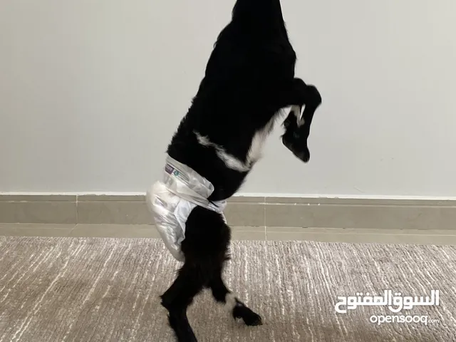 ثلاث عنزات كلهم اناث