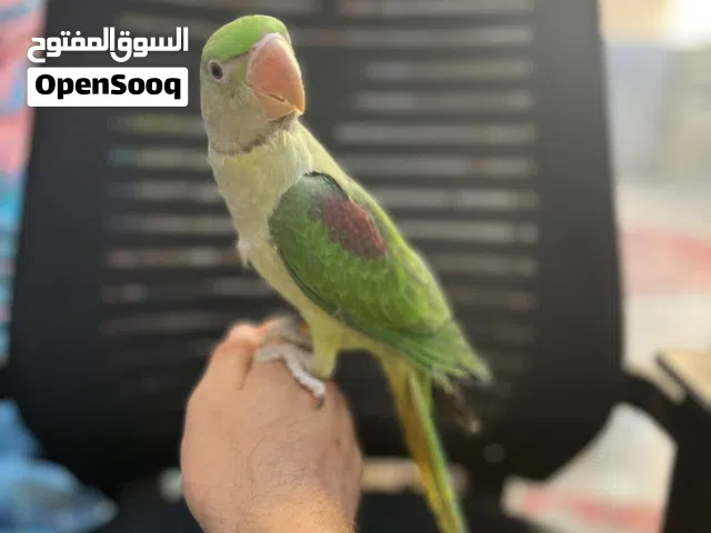 ببغاء كساندرا مفطوم بيجيك طيران حجم اسطورة دبابة سوووبر جامبو تبارك الرحمن عرض خاص جدا تابع الوصف