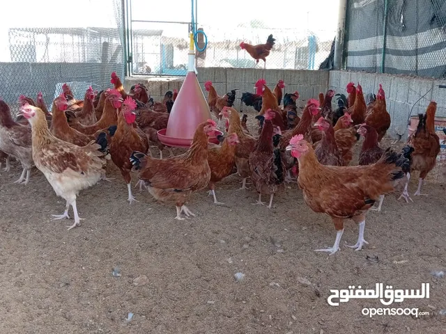دجاج فرنسي بيور للبيع 45 درهم بياض