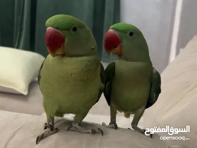 نيبالي 9 شهور أليف يتكلم