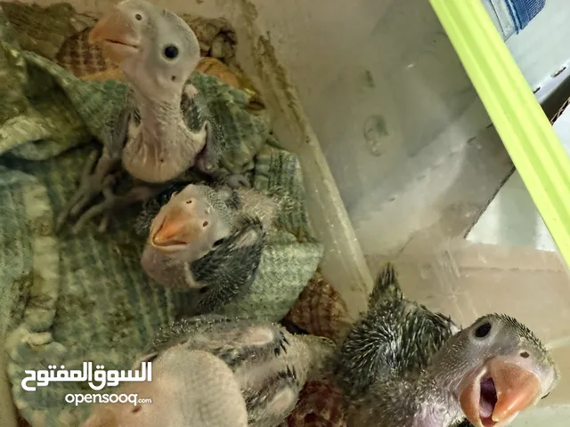 فروخ درة هندي